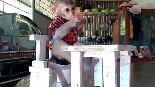 坐椅子上吃瓜图片,夏日休闲新风尚