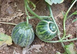 老胡卢瓜咋吃,老胡卢瓜的独特吃法揭秘