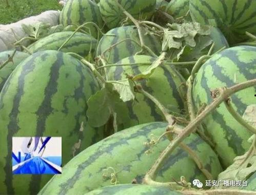 塔坛吃瓜,揭秘吃瓜群众的狂欢盛宴