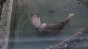 笨狼吃瓜,一场欢乐的瓜界盛宴