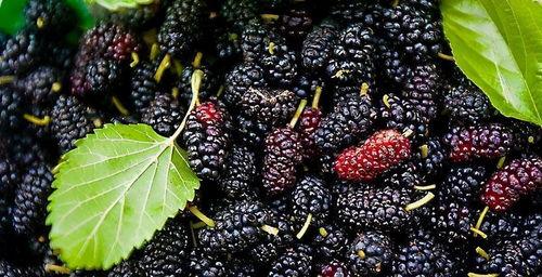 岷县日常吃瓜,日常吃瓜的甜蜜生活