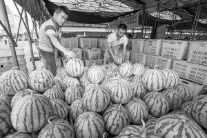 成都人民在吃瓜,麻辣鲜香，瓜界风云录