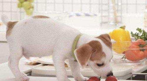 狗狗可以吃苏瓜不,苏瓜——美味又营养的佳选