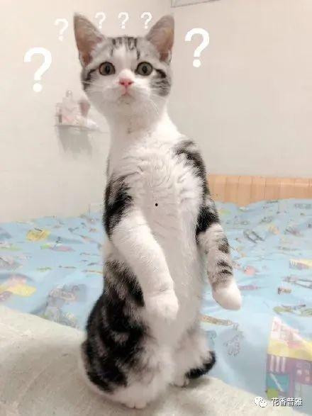 猫吃瓜视频全集