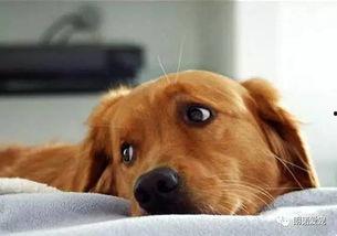 狗狗吃土耳瓜,美味与健康的完美结合