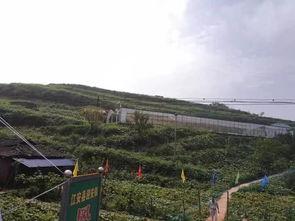 高坡吃瓜事件,揭秘网络舆论的狂欢与反思