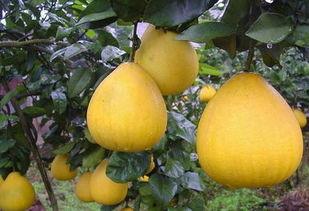 吃瓜的小柚子,揭秘娱乐圈那些事儿