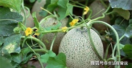 月经可以吃哈密瓜,哈密瓜助力健康调理