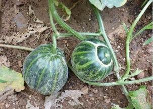 生活乐无忧 吃瓜 吃瓜,共享欢乐吃瓜时光