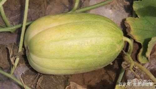 秘密吃瓜基地在哪