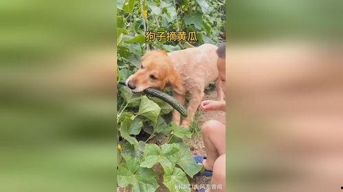 狗狗吃瓜黄瓜,黄瓜大餐,清凉一夏
