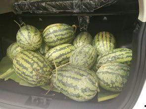 板凳 吃瓜,揭秘网络热词背后的趣味与思考