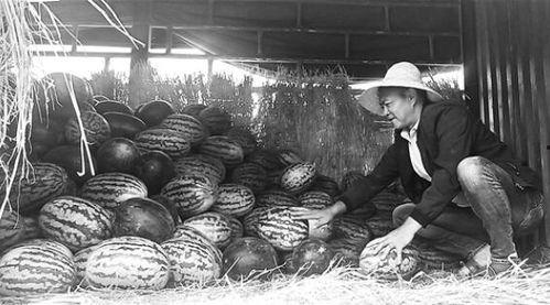 邺城吃瓜群众事件,一场网络舆论的风暴与反思