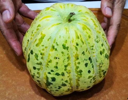 吃瓜太多消化不了