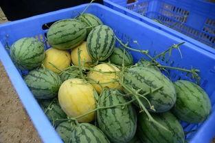 吃瓜群745015,一场网络热议背后的故事