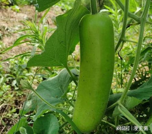 晚上晚上吃瓜,揭秘晚间吃瓜的乐趣与奥秘