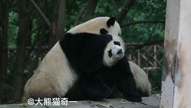 吃瓜小熊在哪看,独家观看指南