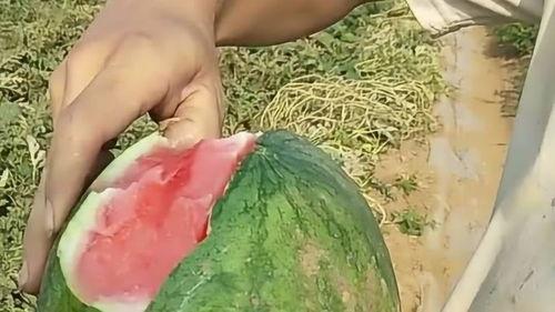 剥皮吃的瓜,瓜果美食新体验