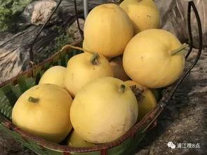 岩头吃瓜,揭秘瓜农的甜蜜生活与丰收喜悦