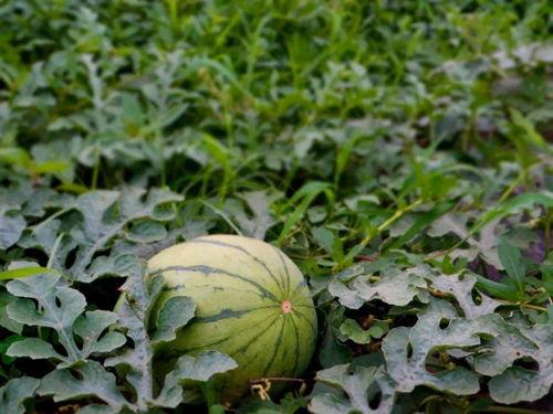 塘栖村吃瓜,感受乡村田园生活