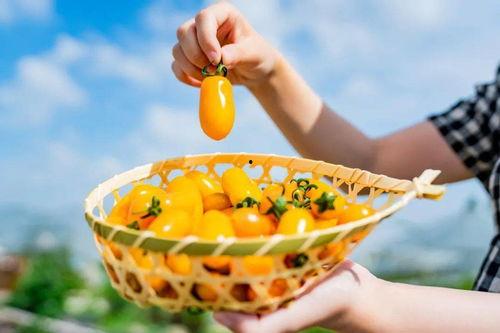 瓜瓜吃瓜形象特点,揭秘瓜界萌宝的趣味生活