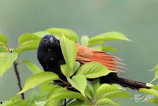 小鸦吃瓜,揭秘瓜界趣闻，品味生活百态