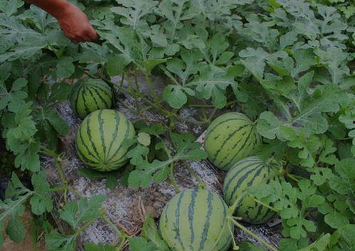 开小号吃瓜结果火了,揭秘网络红人的崛起之路