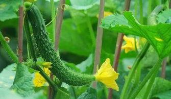 安新育才花园吃瓜,瓜香四溢，邻里共享欢乐时光