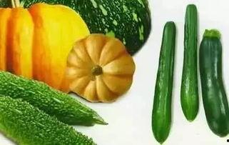 吃整根泡瓜视频,挑战整根泡瓜大胃王