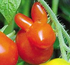 瓜枣怎么吃,教你轻松解锁健康美味吃法