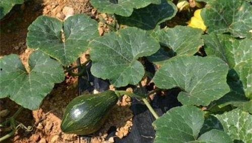 吃杨瓜会发病,警惕夏日美味背后的健康隐患