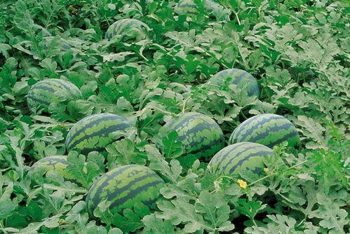 吃瓜天堂cgtt入口